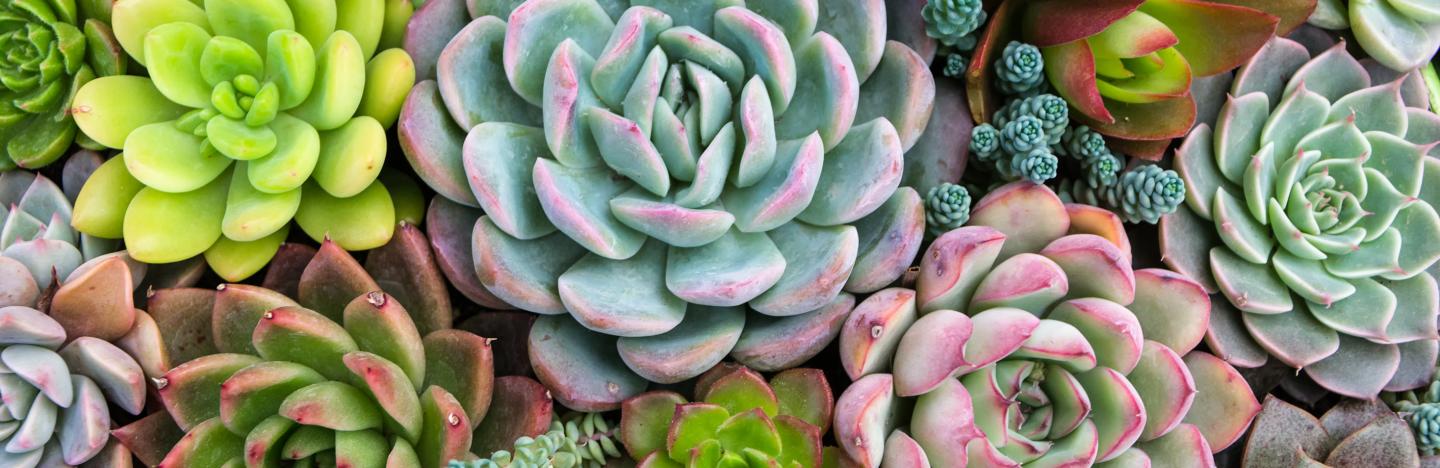 Plants with health benefits