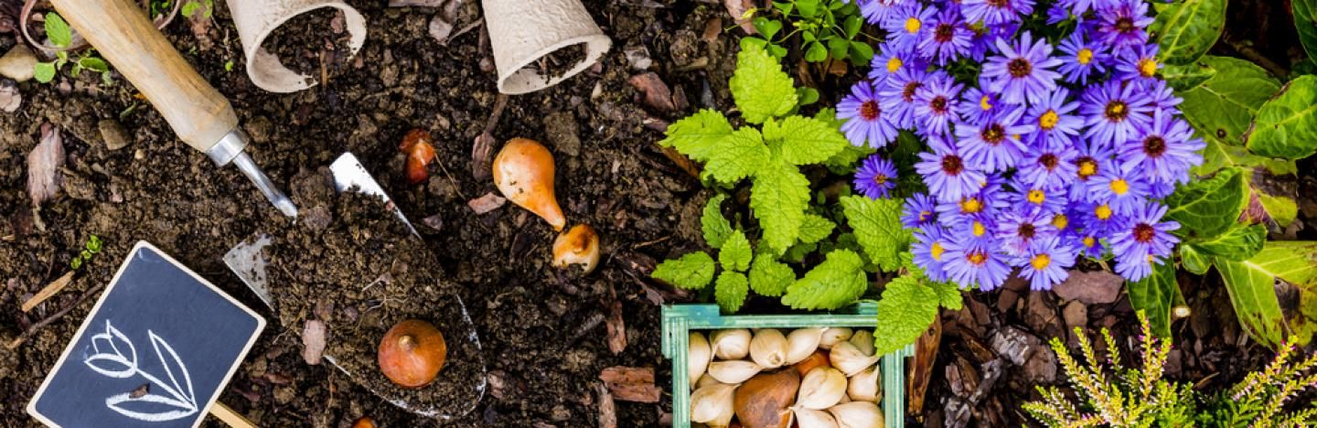 Plantes à bulbe