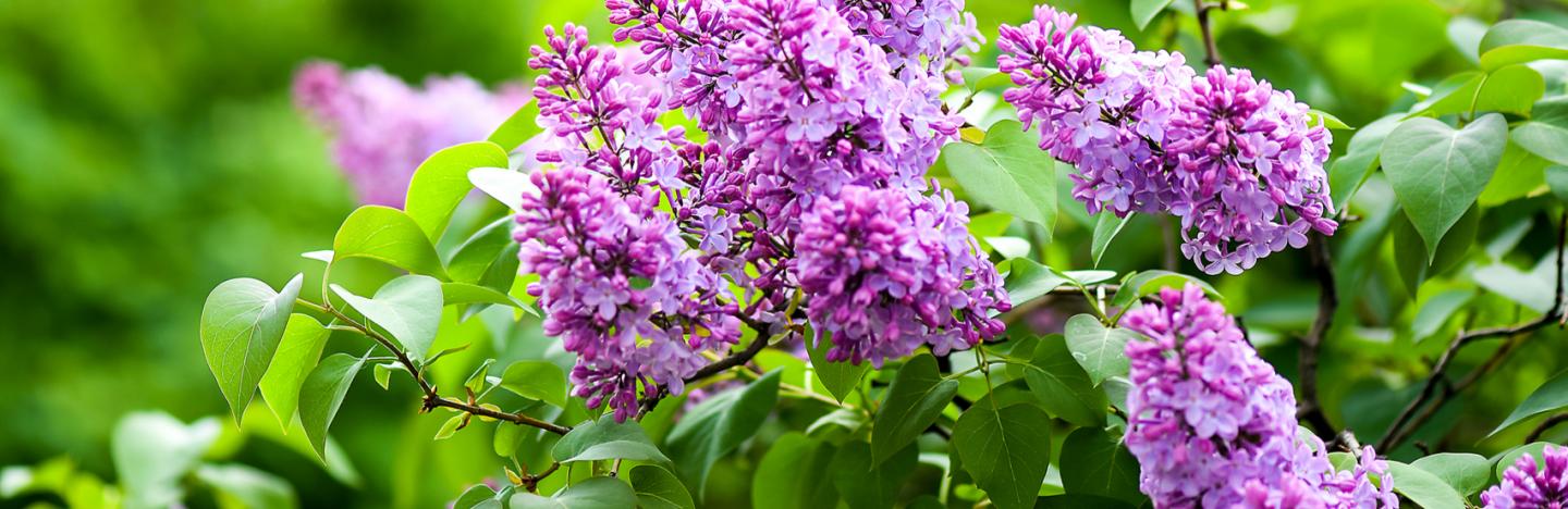 het is mooi absorptie tevredenheid Breng geur in huis met planten