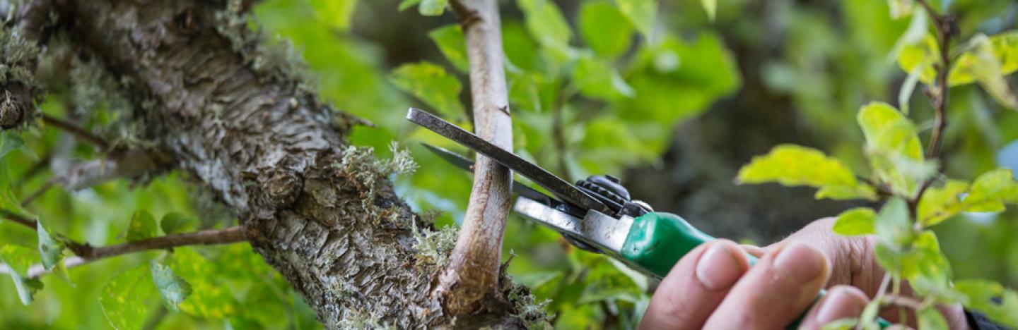 La Taille Des Arbres Fruitiers Video Et Conseils De Jardinage La Pause Jardin Tv La Taille Des Arbres Fruitiers Video Et Conseils De Jardinage La Pause Jardin Tv