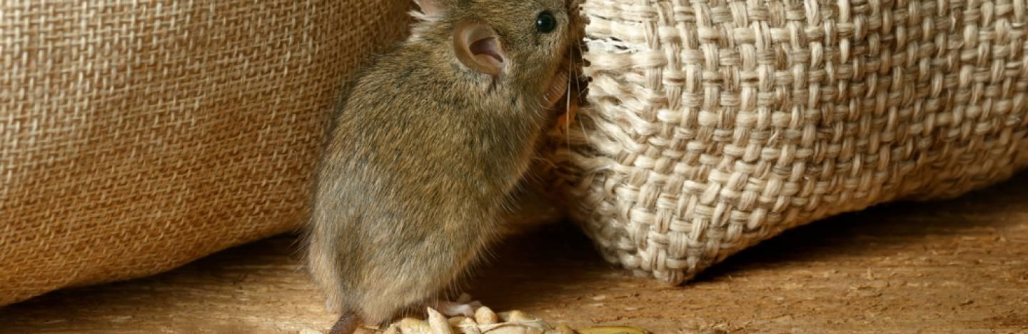 Comment Se Debarrasser Des Souris La Pause Jardin Comment Se Debarrasser Des Souris La Pause Jardin