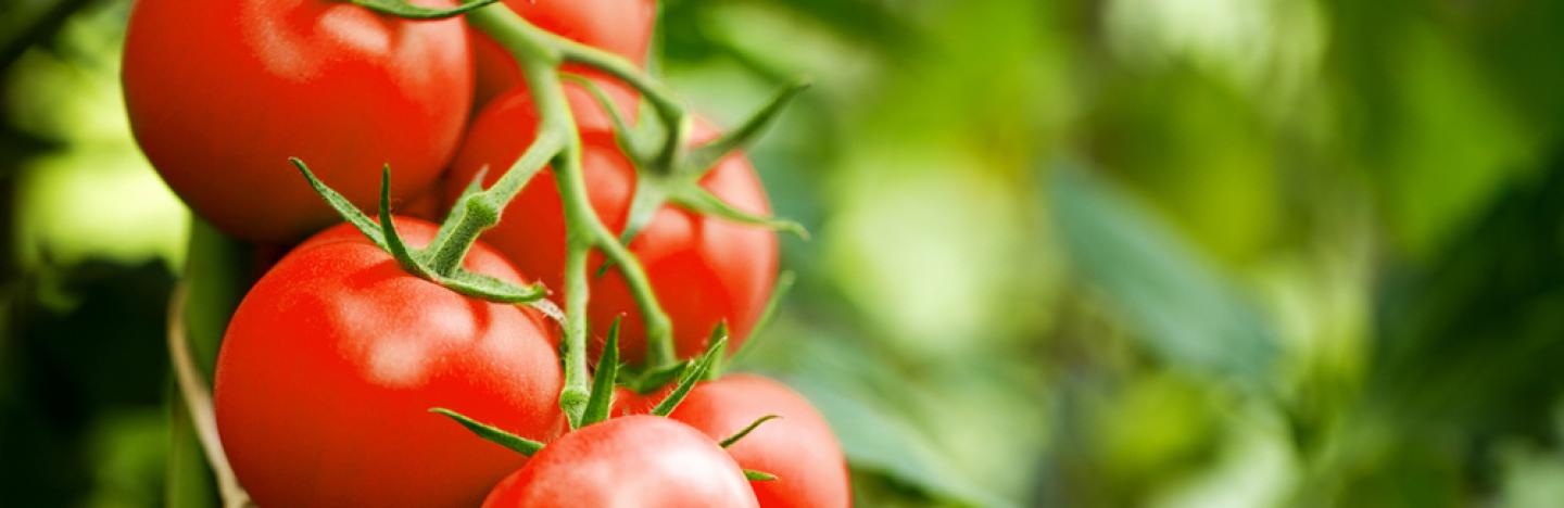 tomates