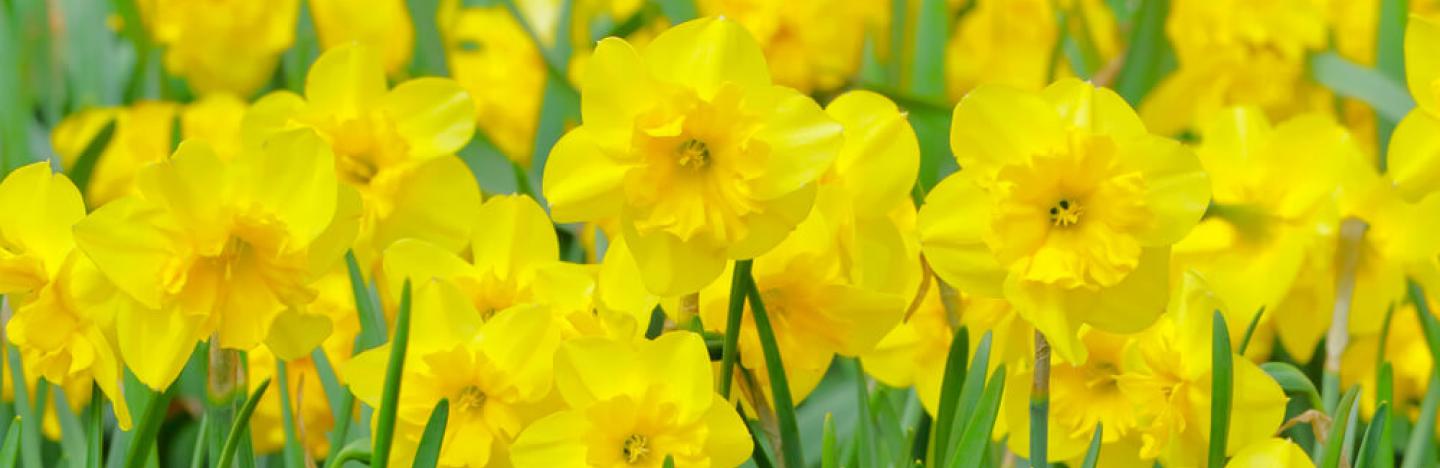 Quand planter des jonquilles ? | Ilovemygarden