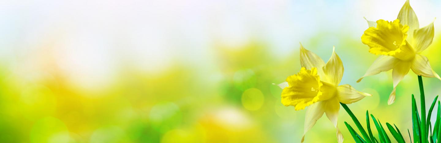 Quand Planter Des Jonquilles La Pause Jardin