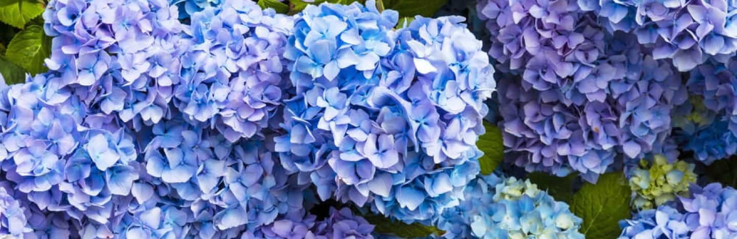 Hortensias, Azalées et Camélias : Planter, Tailler et Entretenir