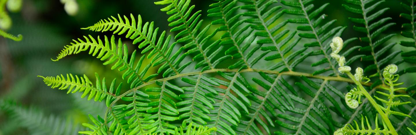 Bracken