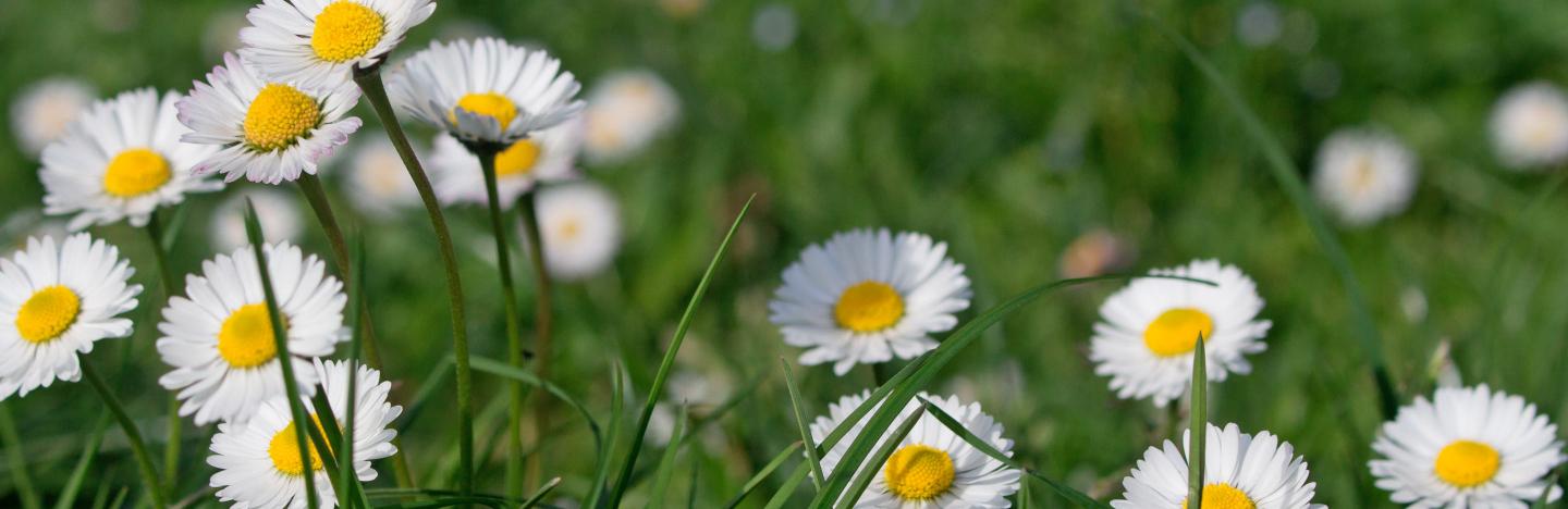 Comment Éliminer Les Pâquerettes ? Guide | La Pause Jardin