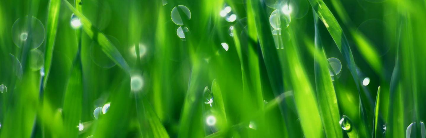 Miracle-Gro® EverGreen® is the biggest lawn care brand in the UK