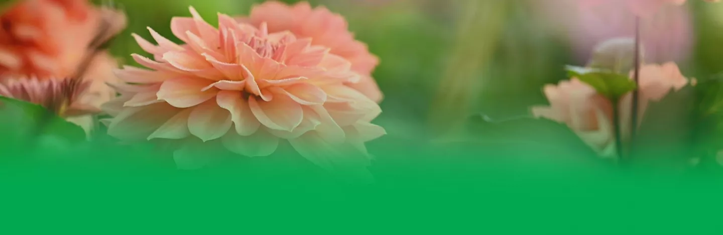For perfect potted plants