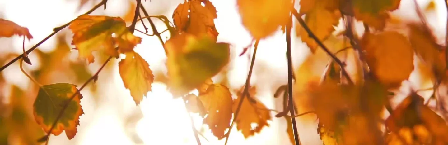 autumn