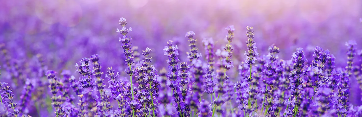 Buissons de lavande avec de belles fleurs violettes délicieuses odorantes