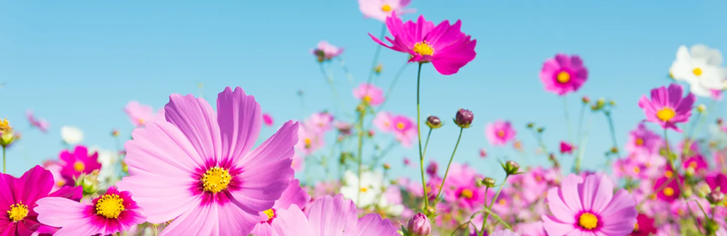 Champs avec fleurs de Cosmos