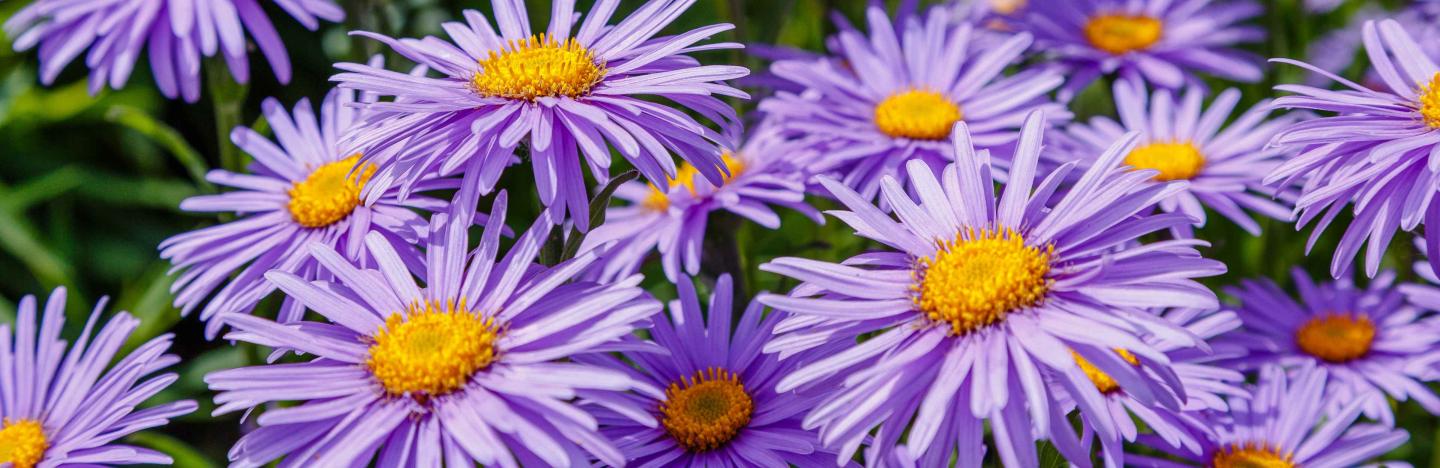 jardin avec aster d'automne