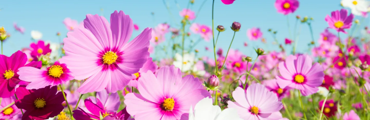 Veld met kosmos bloemen