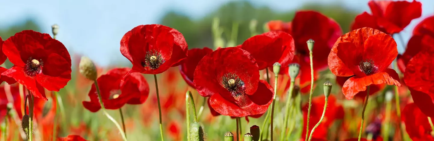 Tuintips en tuinklusjes voor de maand mei