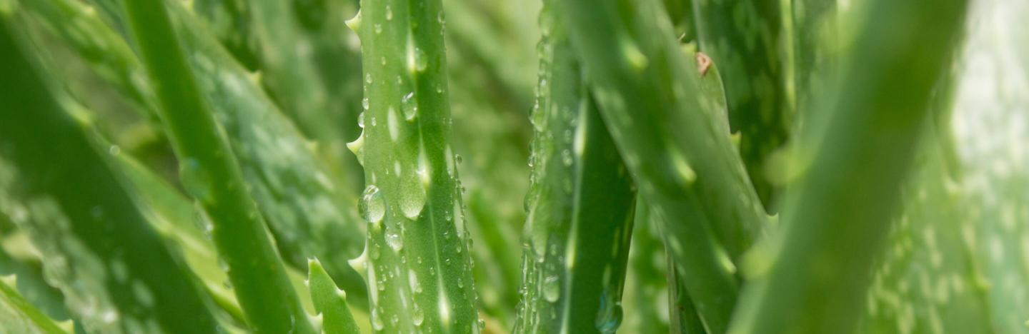 How to grow & care for Aloe Vera | Love The Garden