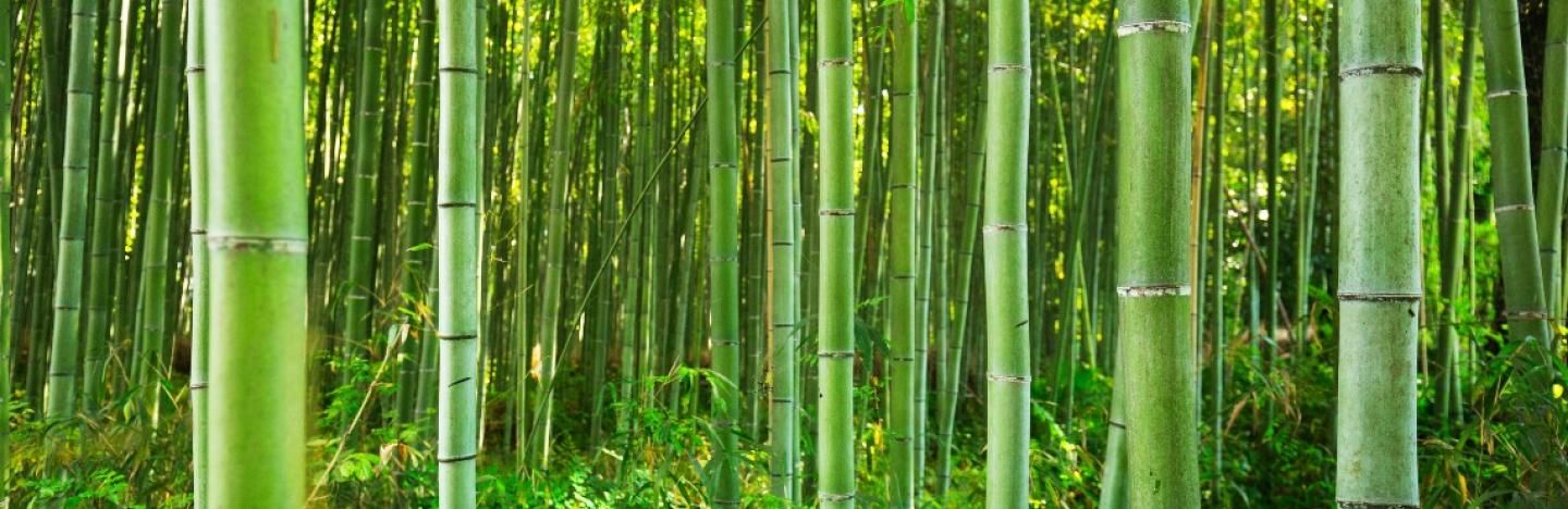 leeg Beschikbaar Onverschilligheid Bamboe kiezen, planten en verzorgen | Ilovemygarden