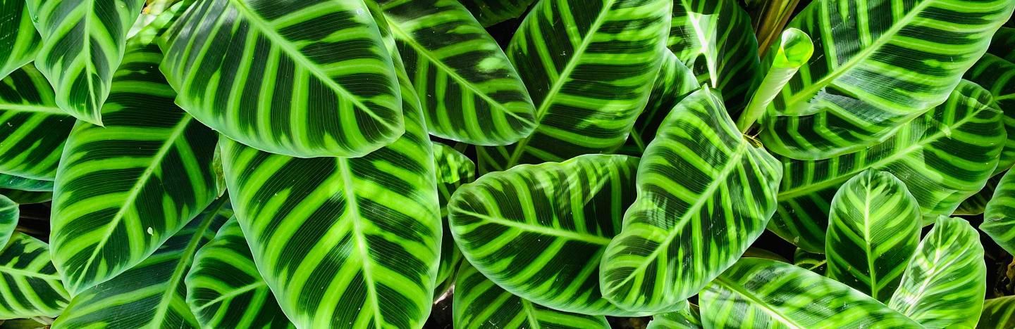 How to grow and care for Calathea | Love The Garden
