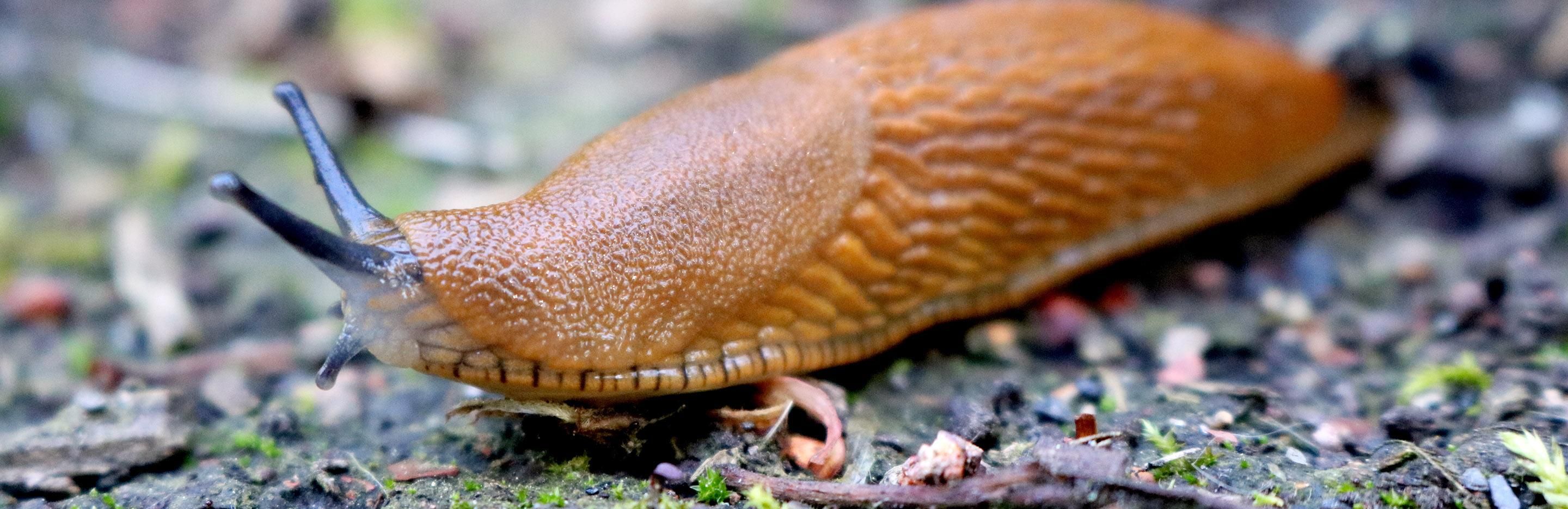 Slugs and snails