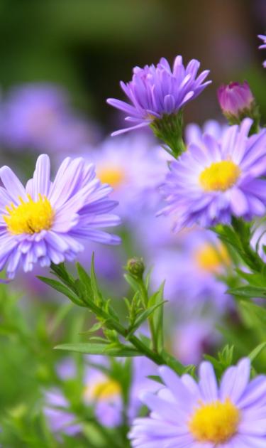 Love The Garden | Substral