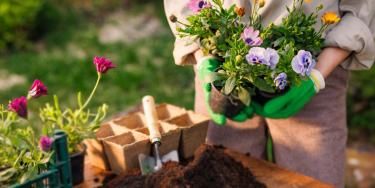 lovethegarden | Debco AU