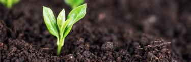 lovethegarden | debco saturaid