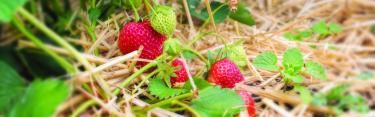 Header Naturen