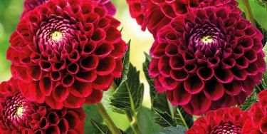 The Professional Growers choice