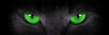 Tomcat banner image