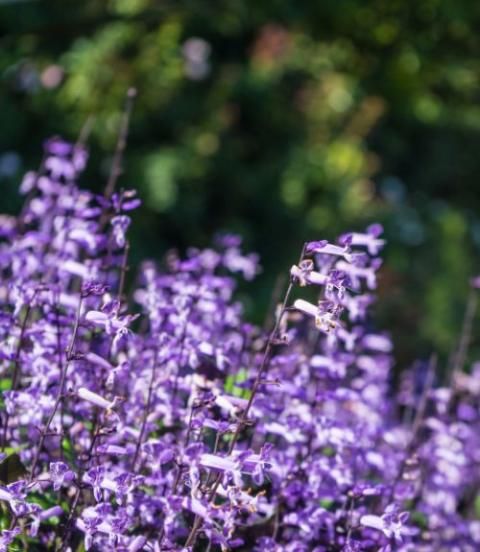 15 Shade Loving Plants For Your Garden