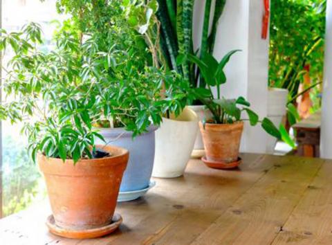 Zuidelijk Aan het leren In beweging Hoe kamerplanten verzorgen zonder groene vingers?