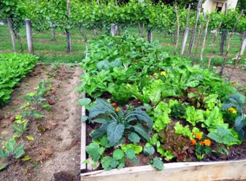 Groente kweken op je balkon doe je zo - - het Groente kweken op je balkon doe je zo - - het