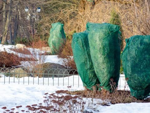 Rhododendron  Pflege | Liebe Deinen Garten DE