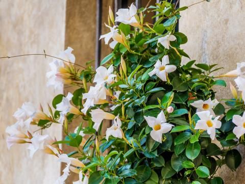 Goldregen pflanzen und pflegen | Liebe deinen Garten