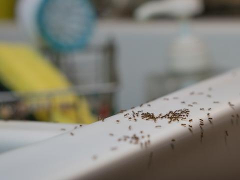 Ameisen in der Kche: die besten Helfer | Liebe Deinen Garten