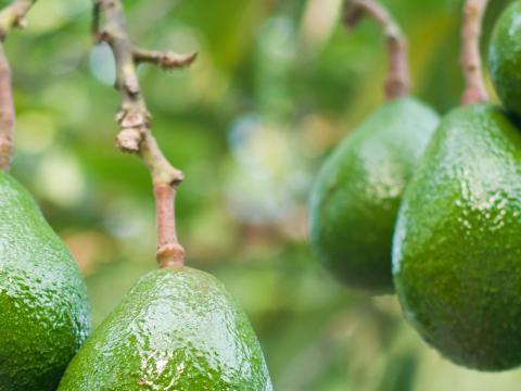 Avocado-Pflanze anbauen & ziehen | Liebe deinen Garten