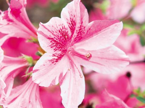Azaleen | Liebe Deinen Garten DE
