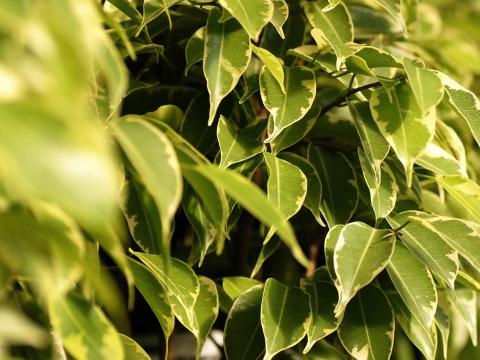 Birkenfeige (Ficus Benjamina) | Liebe Deinen Garten DE