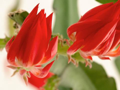 Blattkaktus | Liebe Deinen Garten DE