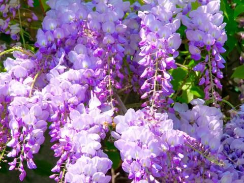 wholesale bonsai trees Buy Bonsai Tree Online | Bagwani Nursery | Bonsai 31