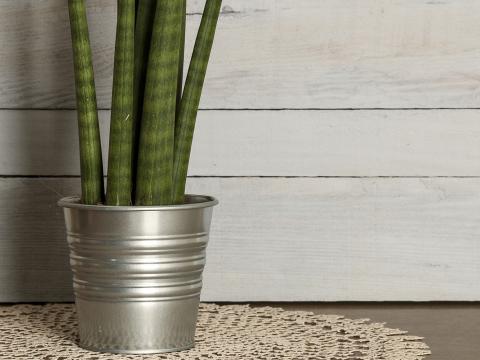 Palmlilie: Pflege & Tipps | Liebe deinen Garten