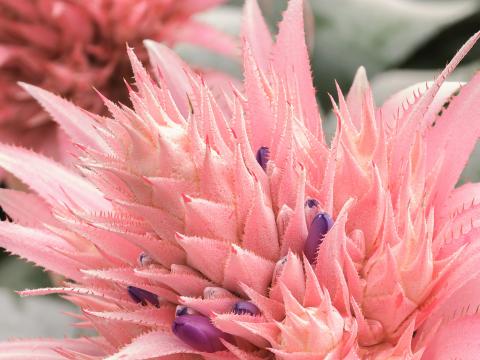 Bromelie Pflege & Tipps| Liebe Deinen Garten DE