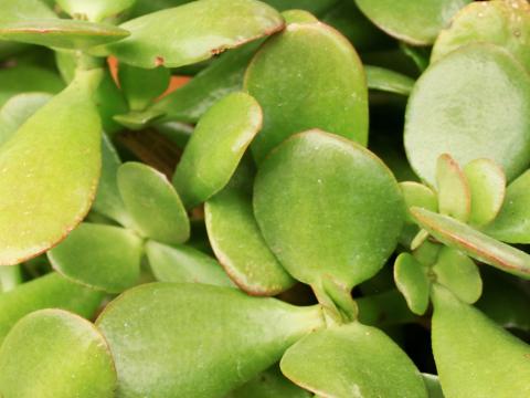 Dickblatt, Geldbaum | Liebe Deinen Garten DE