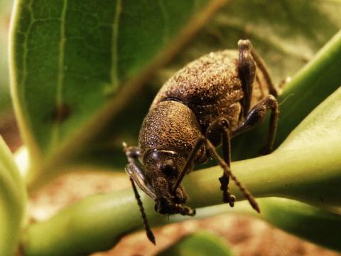 Dickmaulrssler | Liebe Deinen Garten AT