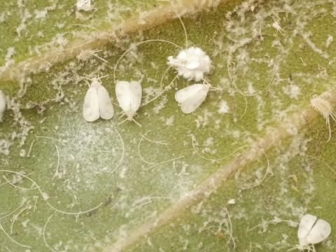 Weisse Fliege Liebe Deinen Garten