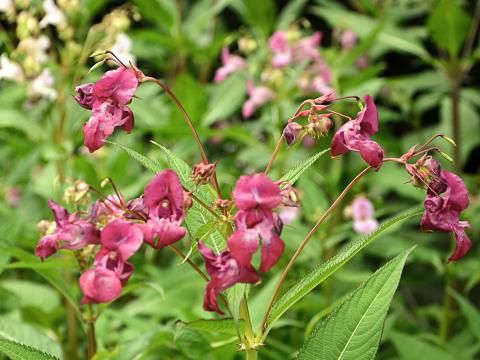Die Vielfalt der Wildkruter | Liebe Deinen Garten AT
