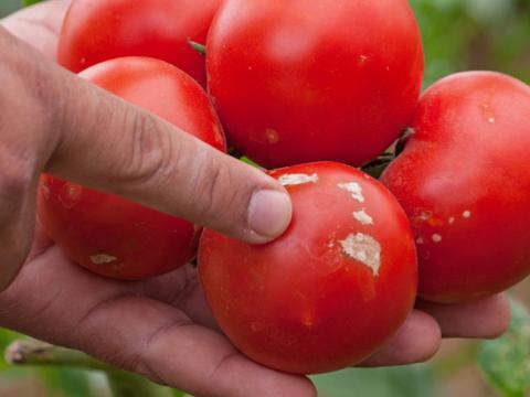 Tomatenpflanzen richtig dngen | Liebe Deinen Garten