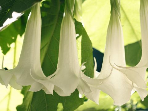 trompetenblume düngen Purgrün Engelstrompete-Dünger 1 Liter
