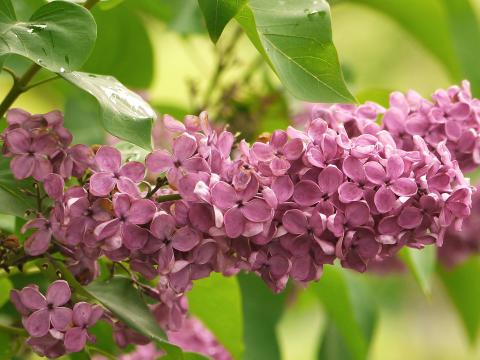 Flieder | Liebe Deinen Garten AT