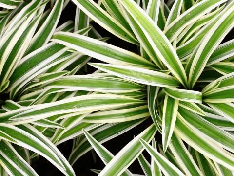 Grnlilien pflegen, dngen & vermehren | Liebe Deinen Garten